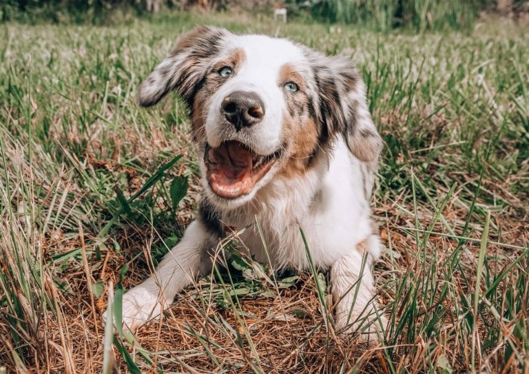 summer dog grooming