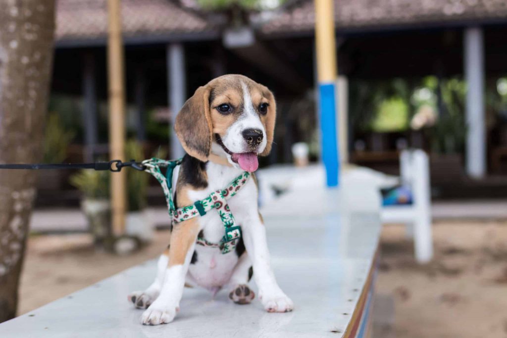 A beagle puppy on a leash sitting on a bench with its tongue out.
