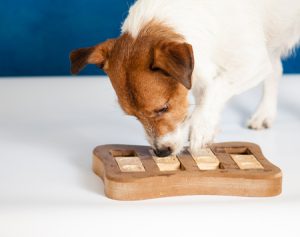 Is Your Dog Ready for Nose-Work?