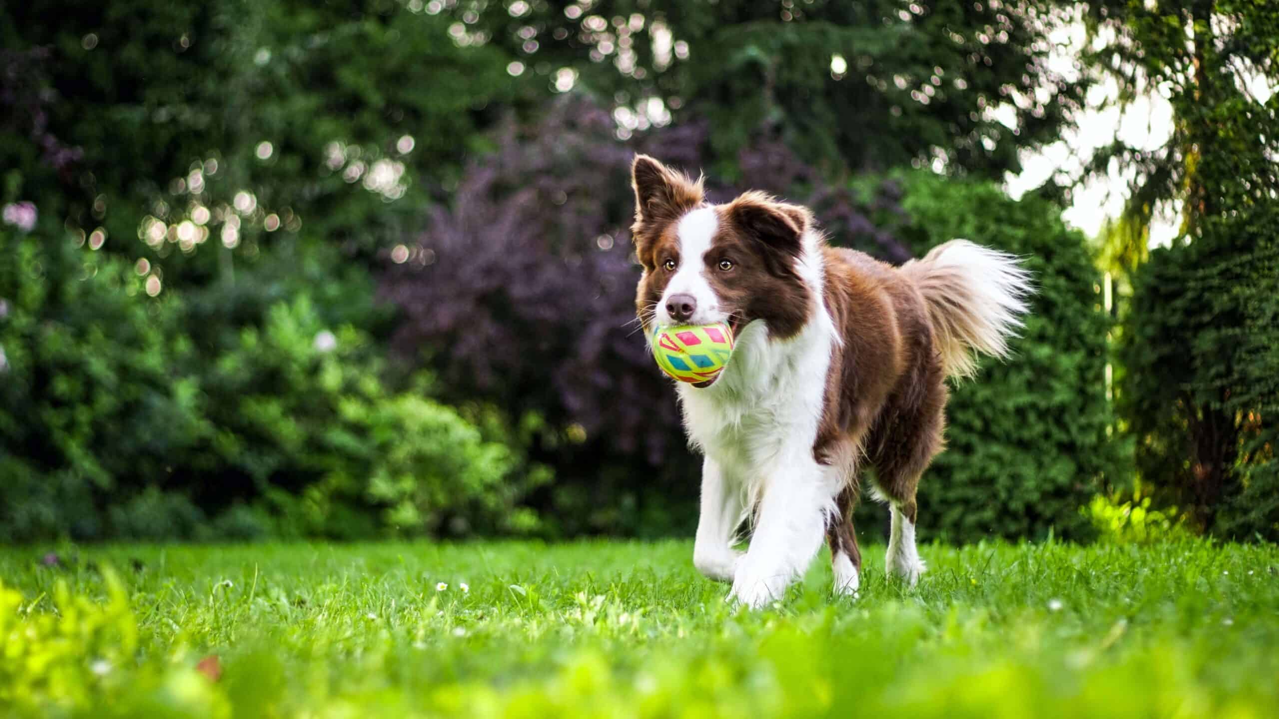 A brown and white dog carrying a ball in a grassy field.