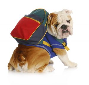 Bulldog wearing a backpack sitting against a white background.