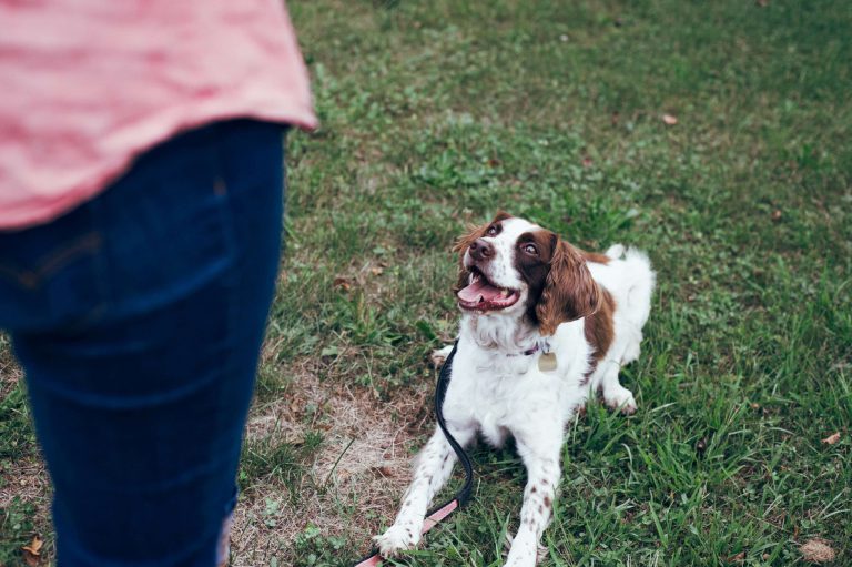 dog training techniques