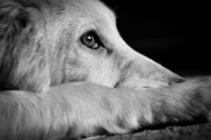 Recognizing Anxiety in Dogs