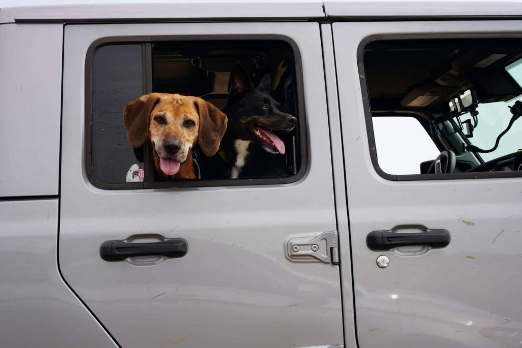 Two dogs peeking out of a vehicle's open window.