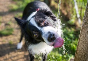 pet hydration