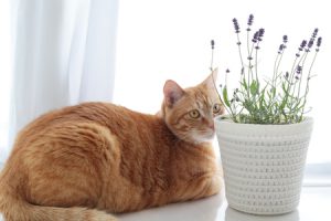 How Safe are Essential Oils for Cats?