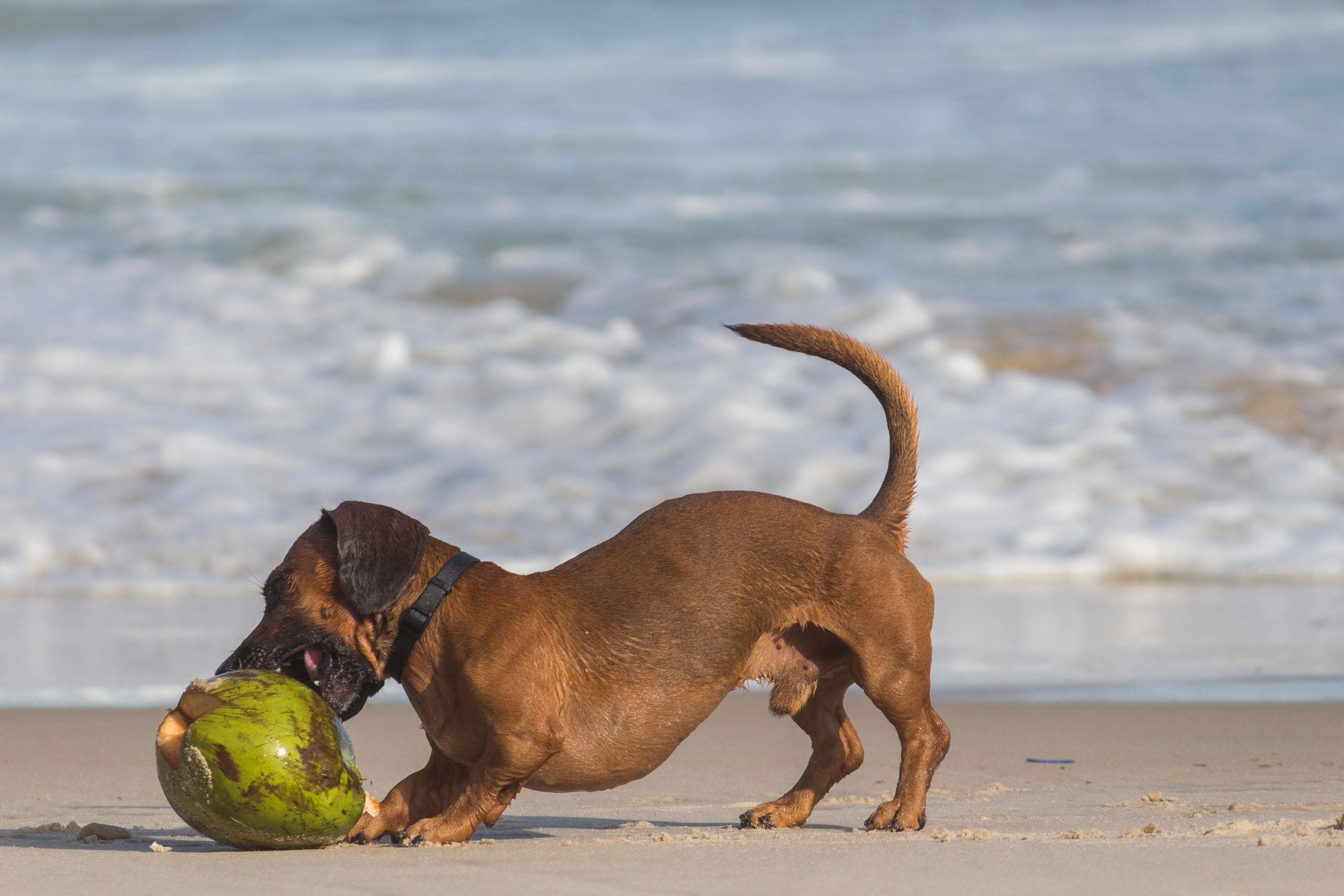 A dog playing with a coconut on the beach.