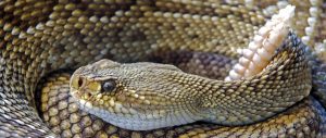 Coiled rattlesnake with visible rattle.