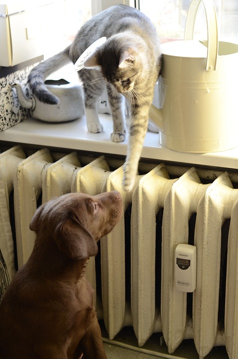 cat and dog indoors