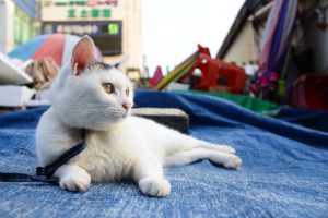 Leash Training for Cats