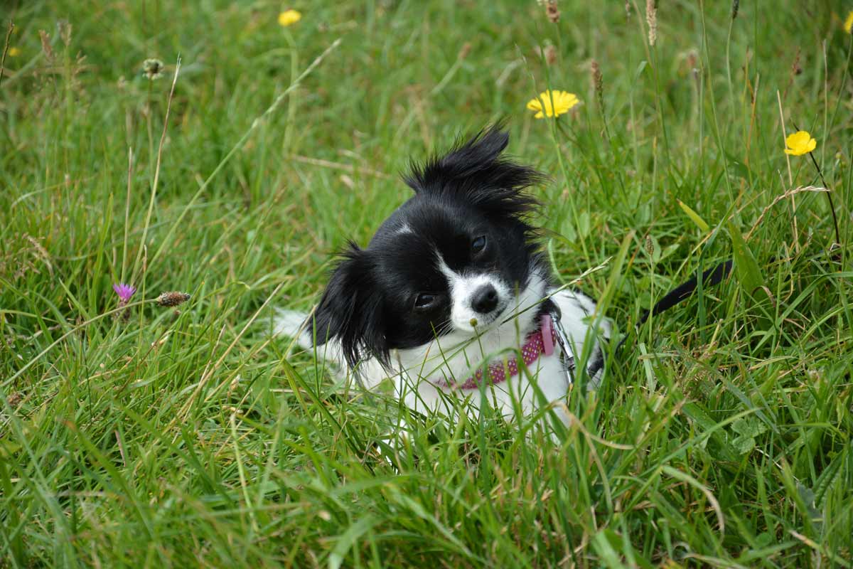 dog playing in grass