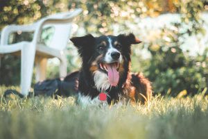 Pets and Heat Safety