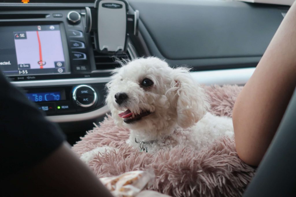 road tripping with your dog