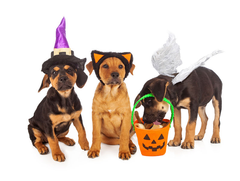 puppies wearing halloween costumes 