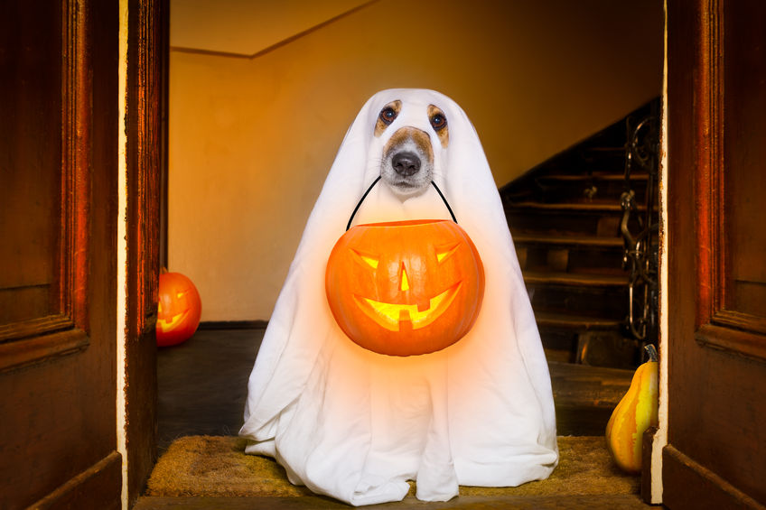 dog in a ghost costume