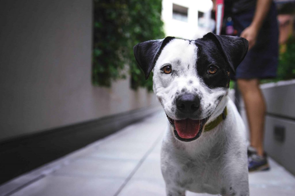 A happy black and white dog with a joyful expression on a leash outdoors.