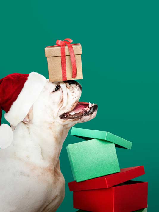 pet friendly gifts