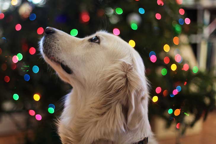 Dogs And Christmas Decorations Fon Jon Pet Care