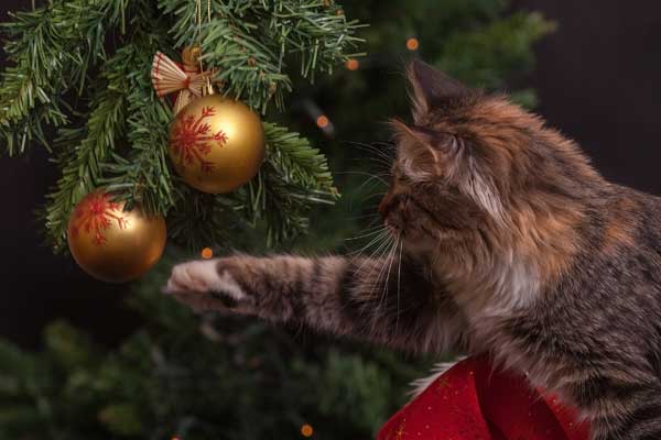 Holiday Decorations and Pet Safety