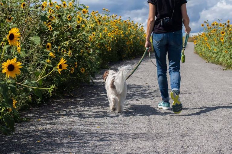dog walking tips