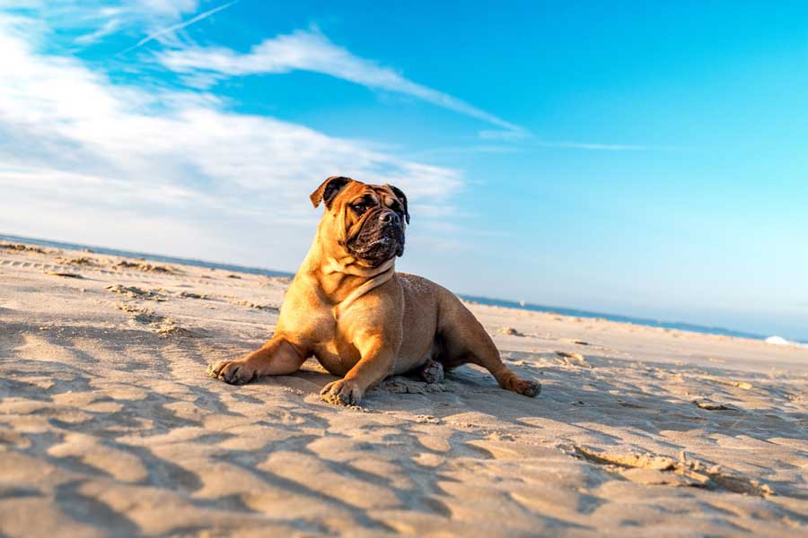 Dog Beach San Diego