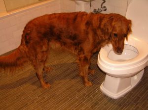 dog drinking from toilet