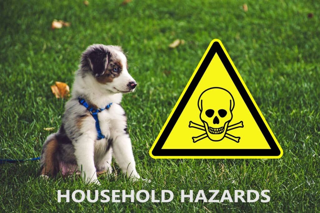 A small dog sits on grass beside a yellow warning sign with a skull and crossbones, titled "household hazards.