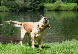 dog getting out of lake