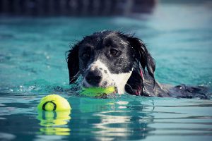 Swimming Safety Tips for Your Dog
