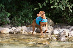 dog wearing life jacket to swim