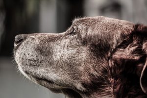 gray hair on old walking dog