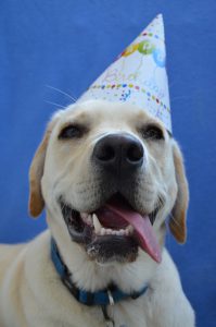 Dog birthday