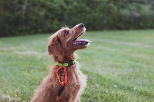 dog training methods