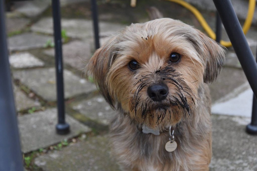 A small brown dog with a dirty muzzle looking directly at the camera.