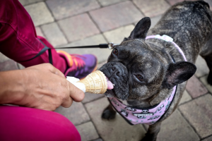 A french bulldog enjoys a lick of ice cream from its owner's hand.