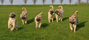 Seven shar-pei dogs running across a grassy field.