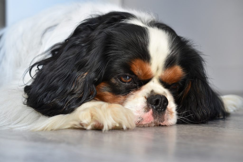 A cavalier king charles spaniel resting on the floor.