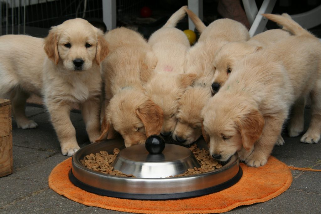 Golden retriever puppies eagerly eating from a large bowl.