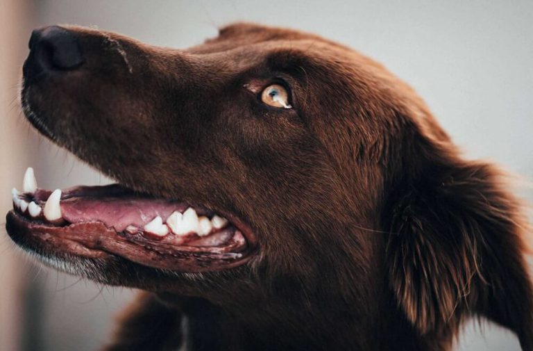 dog oral care