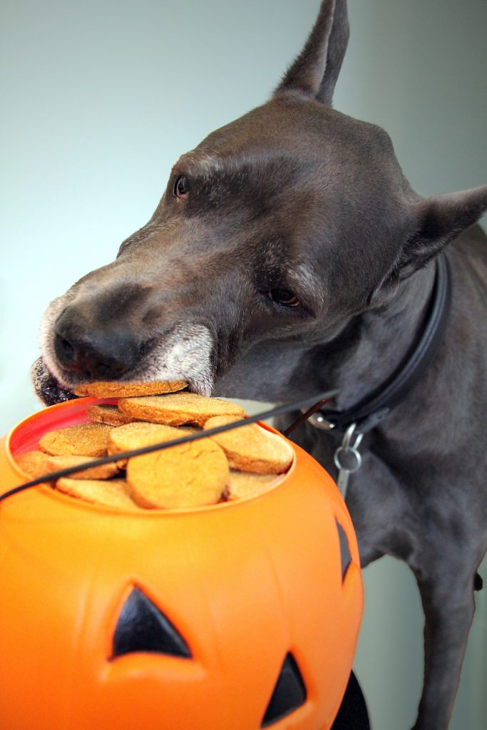 A dog sniffing at cookies in an orange jack-o'-lantern container.