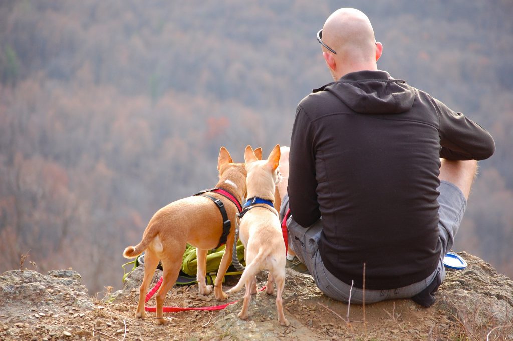 Man and two dogs sitting on a hillside, overlooking a forest.