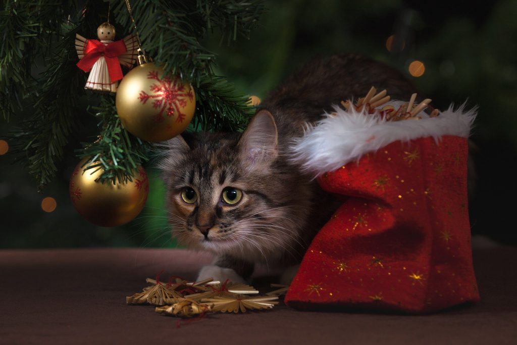 A cat crouching next to a festive christmas stocking under a decorated tree.