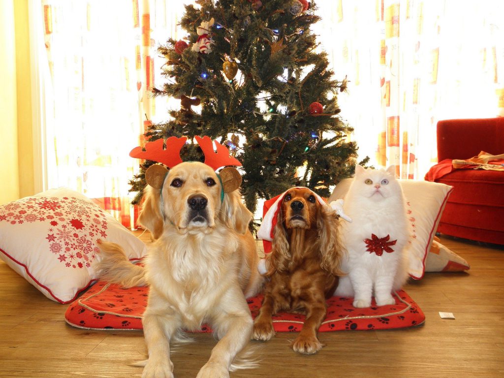 Two dogs wearing festive accessories sitting by a christmas tree.