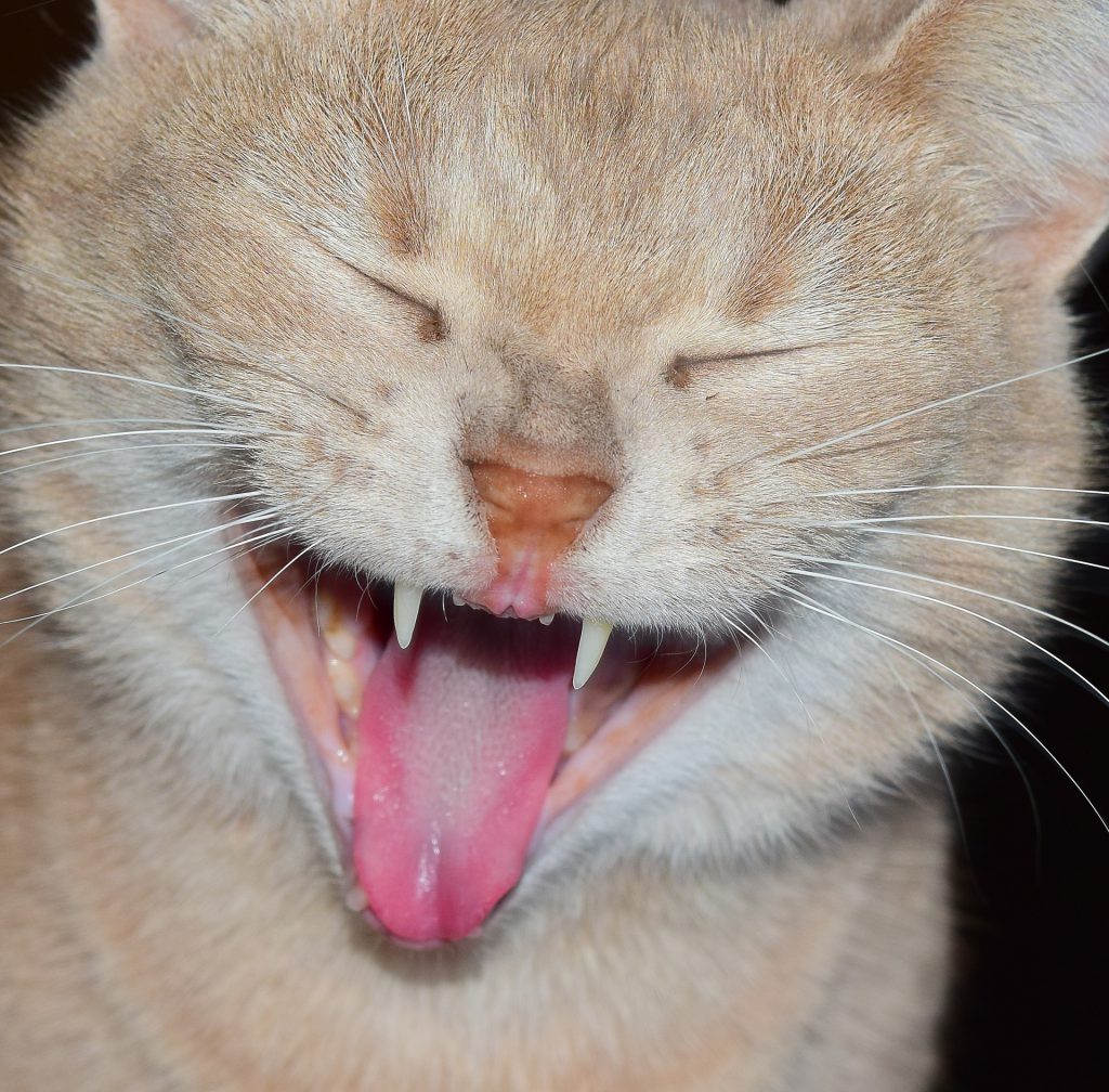 Close-up of a yawning orange cat showing its teeth and tongue.
