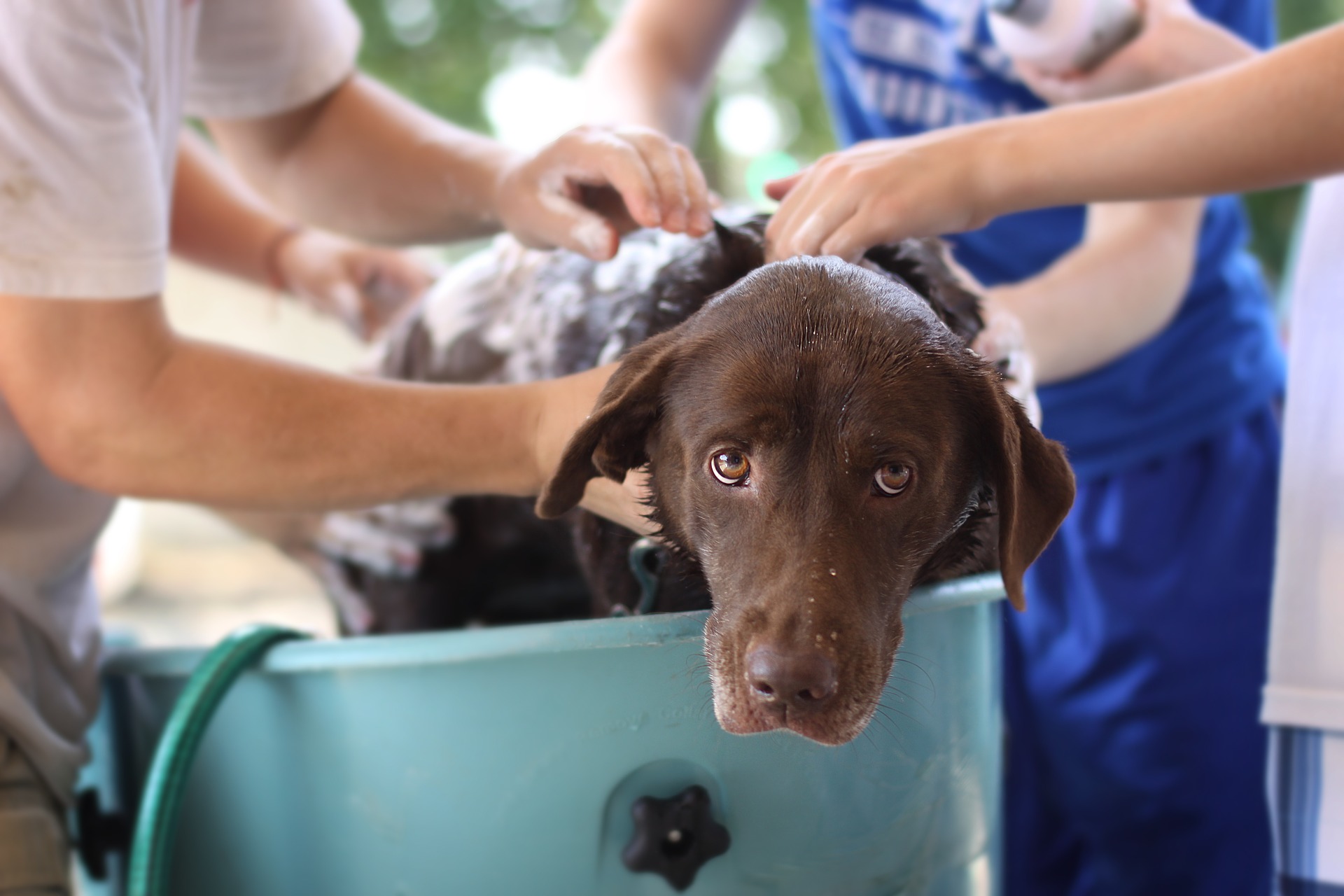 doterra dog wash