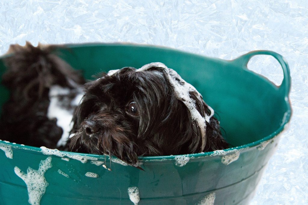A black dog with soap suds on its head sitting in a green wash tub.