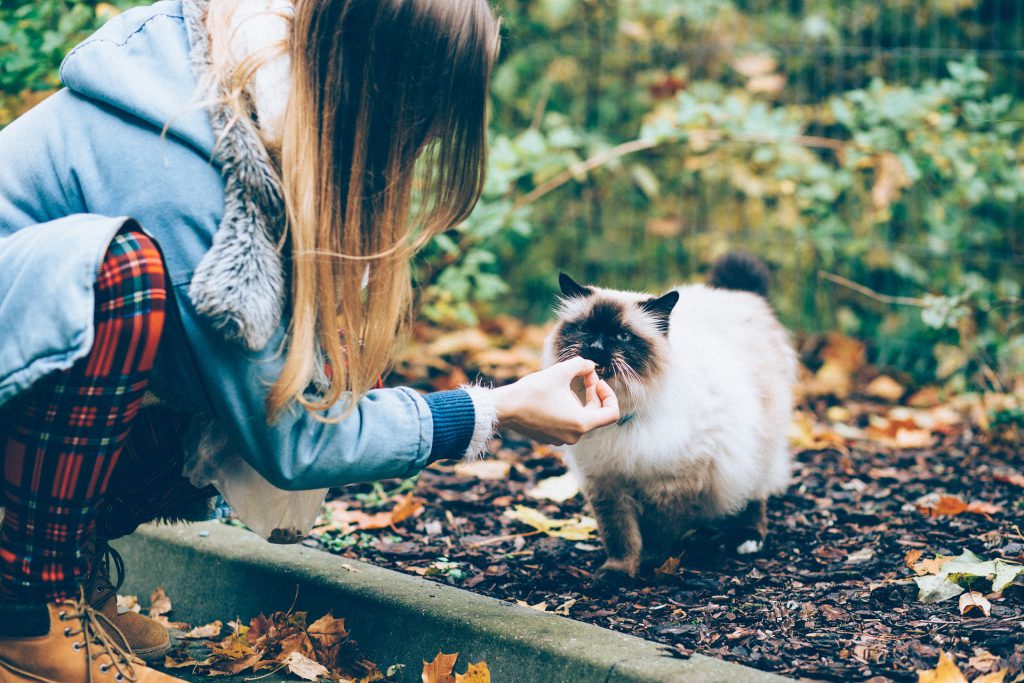 Person crouching to pet a siamese cat outdoors among fallen leaves.