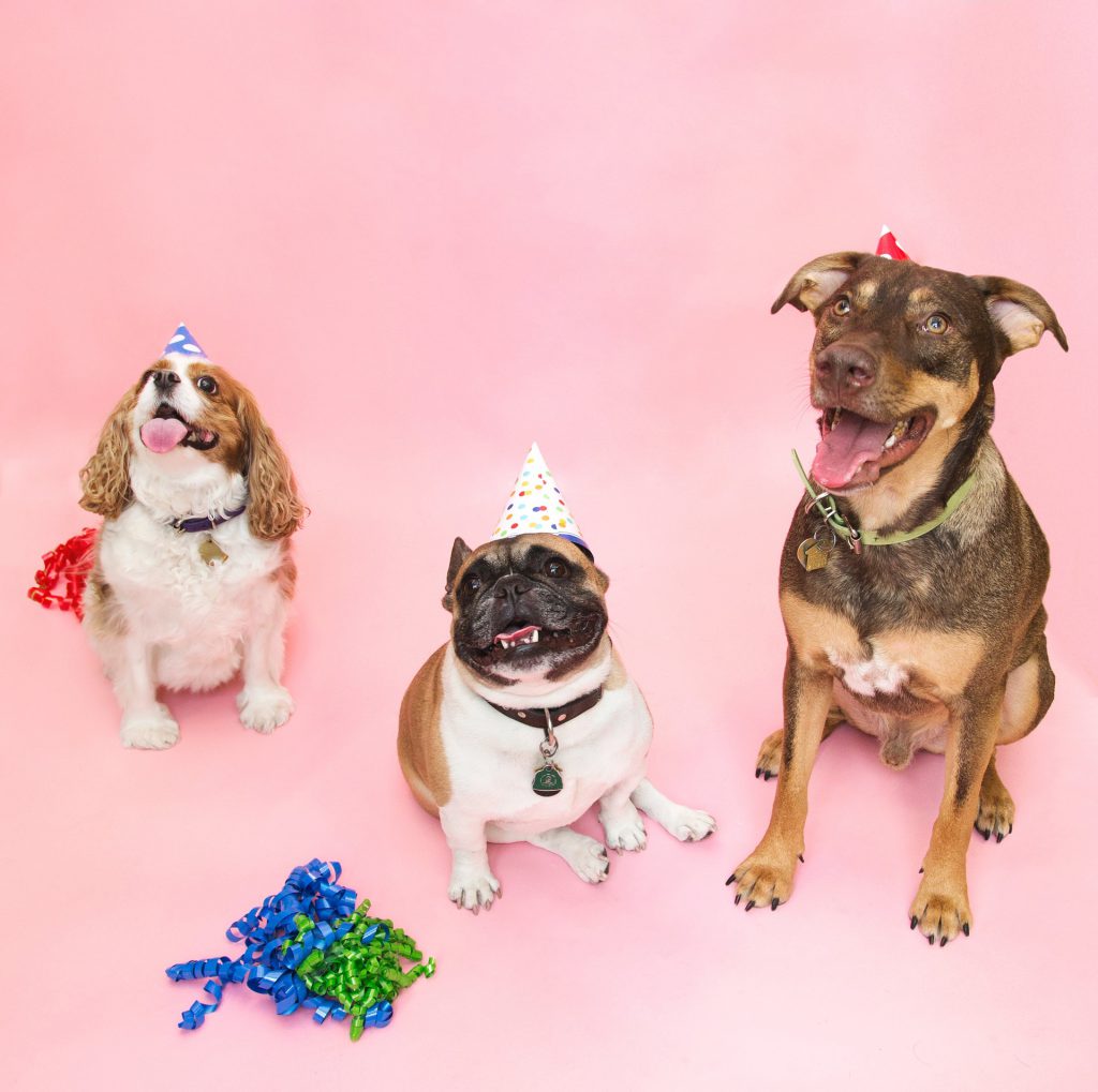 Three dogs wearing party hats on a pink background with colorful party streamers.