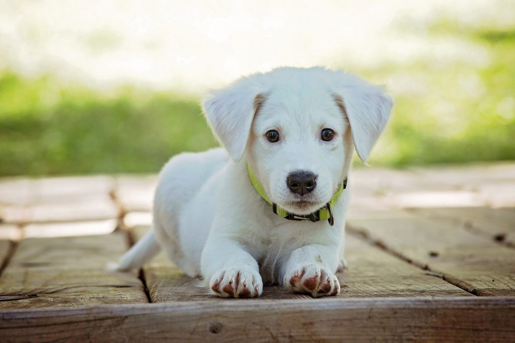 A white puppy with a light green collar lying on a wooden surface.