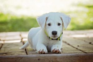 10 Steps to Puppy Proofing Your Home
